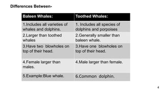 Differences Between-
Baleen Whales: Toothed Whales:
1.Includes all varieties of
whales and dolphins.
1. Includes all species of
dolphins and porpoises
2.Larger than toothed
whales
2.Generally smaller than
baleen whale.
3.Have two blowholes on
top of their head.
3.Have one blowholes on
top of their head.
4.Female larger than
males.
4.Male larger than female.
5.Example:Blue whale. 6.Common dolphin.
4
 
