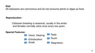 Diet:
All cetaceans are carnivorous and do not consume plants or algae as food.
Reproduction :
Cetacean breeding is seasonal, usually in the winter
and females normally calve once every two years.
Special Features:
Vision, Hearing.
Echolocation.
Smell.
Taste.
Touch.
Magnetism.
6
 