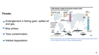 Entanglement in fishing gear- spilled oil
and gas.
Ship strikes.
Toxic contamination.
Habitat degradation.
Threats:
8
https://www.facebook.com/BdFisheriesCommunity/photos/gm.9241323211
07318/705025733185737/?type=3&theater&ifg=1
 