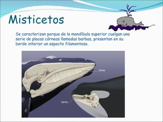 Misticetos Se caracterizan porque de la mandíbula superior cuelgan una serie de placas córneas llamadas barbas, presentan en su borde interior un aspecto filamentoso. 