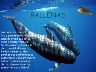 BALLENAS Las ballenas tienen la piel lisa y poseen debajo una gran capa de grasa que actúa como aislante térmico.  Se desplazan gracias a su aleta caudal, dispuesta horizontalmente. Han perdido sus extremidades posteriores y las anteriores están transformadas en aletas; algunas especies presentan aleta dorsal. 