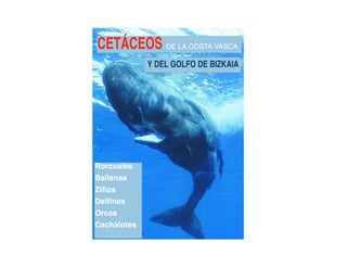CETÁCEOS DE LA COSTA VASCA
Y DEL GOLFO DE BIZKAIA
Rorcuales
Ballenas
Zifios
Delfines
Orcas
Cachalotes
 