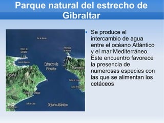 Parque natural del estrecho de
Gibraltar
 Se produce el
intercambio de agua
entre el océano Atlántico
y el mar Mediterráneo.
Este encuentro favorece
la presencia de
numerosas especies con
las que se alimentan los
cetáceos
 