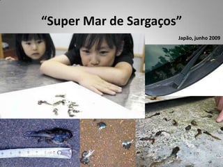 “Super Mar de Sargaços”Japão, junho 2009