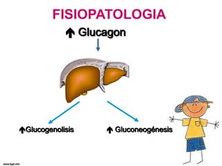 FISIOPATOLOGIA
 Glucagon
Glucogenolisis  Gluconeogénesis
 