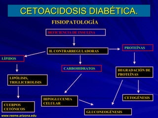 www.reeme.arizona.edu
www.reeme.arizona.edu
CETOACIDOSIS DIABÉTICA.
CETOACIDOSIS DIABÉTICA.
FISIOPATOLOGÍA
DEFICIENCIA DE INSULINA
H. CONTRARREGULADORAS
CARBOHIDRATOS
LÍPIDOS
PROTEÍNAS
LIPÓLISIS,
TRIGLICEROLISIS
CUERPOS
CETÓNICOS
HIPOGLUCEMIA
CELULAR
GLUCONEOGÉNESIS
DEGRADACIÓN DE
PROTEÍNAS
CETOGÉNESIS
 