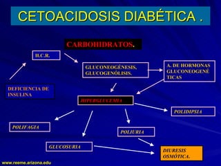 www.reeme.arizona.edu
www.reeme.arizona.edu
CETOACIDOSIS DIABÉTICA .
CETOACIDOSIS DIABÉTICA .
CARBOHIDRATOS.
GLUCONEOGÉNESIS,
GLUCOGENÓLISIS.
H.C.R.
A. DE HORMONAS
GLUCONEOGENÉ
TICAS
HIPERGLUCEMIA
POLIDIPSIA
POLIURIA
POLIFAGIA
GLUCOSURIA
DIURESIS
OSMÓTICA.
DEFICIENCIA DE
INSULINA
 