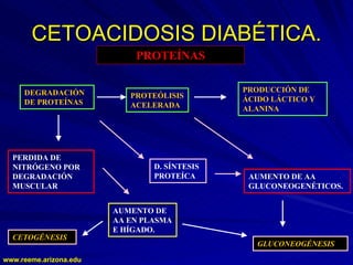 www.reeme.arizona.edu
www.reeme.arizona.edu
CETOACIDOSIS DIABÉTICA.
CETOACIDOSIS DIABÉTICA.
PROTEÍNAS
DEGRADACIÓN
DE PROTEÍNAS
PERDIDA DE
NITRÓGENO POR
DEGRADACIÓN
MUSCULAR
AUMENTO DE
AA EN PLASMA
E HÍGADO.
PROTEÓLISIS
ACELERADA
D. SÍNTESIS
PROTEÍCA
GLUCONEOGÉNESIS
PRODUCCIÓN DE
ÁCIDO LÁCTICO Y
ALANINA
AUMENTO DE AA
GLUCONEOGENÉTICOS.
CETOGÉNESIS
 