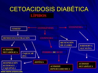 www.reeme.arizona.edu
www.reeme.arizona.edu
CETOACIDOSIS DIABÉTICA
CETOACIDOSIS DIABÉTICA
LÍPIDOS
VOMITO CETOGÉNESIS CETONÉMIA
D.RESERVA
ALCALINA
ACIDOSIS
METABÓLICA
CETONURIA
HEMOCONCENTRACIÓN
RETENCIÓN
DE CLORO
ACIDOSIS
HIPERCLOREMICA
PERDIDA DE HCO3
TAQUICAR
DIA .
ACIDOSIS
METABÓLICA
RESPIRACIÓN
KUSSMAUL ,
TAQUIPNEA
HIPÓXIA
 