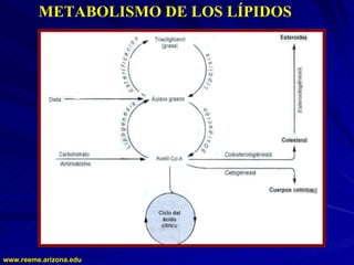 www.reeme.arizona.edu
www.reeme.arizona.edu
METABOLISMO DE LOS LÍPIDOS
 