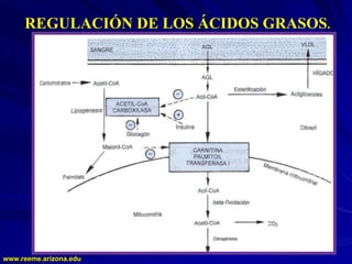 www.reeme.arizona.edu
www.reeme.arizona.edu
REGULACIÓN DE LOS ÁCIDOS GRASOS.
 