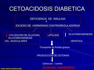 www.reeme.arizona.edu
www.reeme.arizona.edu
CETOACIDOSIS DIABETICA
CETOACIDOSIS DIABETICA
DEFICIENCIA DE INSULINA
DEFICIENCIA DE INSULINA
EXCESO DE HORMONAS CONTRAREGULADORAS
EXCESO DE HORMONAS CONTRAREGULADORAS
UTILIZACION DE GLUCOSA
UTILIZACION DE GLUCOSA LIPOLISIS
LIPOLISIS
GLUCONEOGENESIS
GLUCONEOGENESIS
CEL. MUSCULARES
CEL. MUSCULARES HEPATICA
HEPATICA
Transporte de Ácidos grasos
Transporte de Ácidos grasos
PRODUCCION DE CETONAS
PRODUCCION DE CETONAS
Cetonuria / vomito
Cetonuria / vomito
Acidosis
Acidosis metabólica
metabólica
GLUCONEOGENESIS
GLUCONEOGENESIS
+
+
 