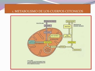 1. METABOLISMO DE LOS CUERPOS CETONICOS
 