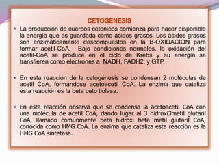  La producción de cuerpos cetonicos comienza para hacer disponible
la energía que es guardada como ácidos grasos. Los ácidos grasos
son enzimáticamente descompuestos en la B-OXIDACION para
formar acetil-CoA. Bajo condiciones normales, la oxidación del
acetil-CoA se produce en el ciclo de Krebs y su energía se
transfieren como electrones a NADH, FADH2, y GTP.
 En esta reacción de la cetogénesis se condensan 2 moléculas de
acetil CoA, formándose acetoacetil CoA. La enzima que cataliza
esta reacción es la beta ceto tiolasa.
 En esta reacción observa que se condensa la acetoacetil CoA con
una molécula de acetil CoA, dando lugar al 3 hidroxi3metil glutaril
CoA, llamado comúnmente beta hidroxi beta metil glutaril CoA,
conocida como HMG CoA. La enzima que cataliza esta reacción es la
HMG CoA sintetasa.
 