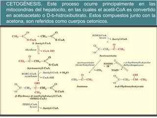  CETOGÉNESIS. Este proceso ocurre principalmente en las
mitocondrias del hepatocito, en las cuales el acetil-CoA es convertido
en acetoacetato o D-b-hidroxibutirato. Estos compuestos junto con la
acetona, son referidos como cuerpos cetonicos.
 
