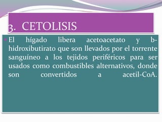 3. CETOLISIS
 El hígado libera acetoacetato y b-
hidroxibutirato que son llevados por el torrente
sanguíneo a los tejidos periféricos para ser
usados como combustibles alternativos, donde
son convertidos a acetil-CoA.
 