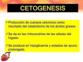Producción de cuerpos cetonicos como
resultado del catabolismo de los ácidos grasos
Se da en las mitocondrias de las células del
hígado
Se produce en hipoglicemia y estados de ayuno
prolongado
 
