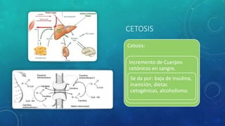 CETOSIS
Cetosis:
Incremento de Cuerpos
cetónicos en sangre.
Se da por: baja de insulina,
inanición, dietas
cetogénicas, alcoholismo.
 