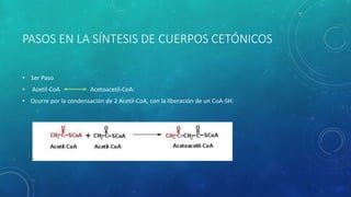 PASOS EN LA SÍNTESIS DE CUERPOS CETÓNICOS
• 1er Paso
• Acetil-CoA Acetoacetil-CoA:
• Ocurre por la condensación de 2 Acetil-CoA, con la liberación de un CoA-SH.
 