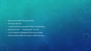 • 2do paso Formación de acetoacetato:
• Ocurre por dos vías:
• 1. Desacilación del acetoacetil-CoA por AA-desacilasa.
• Acetoacetil-CoA Acetoacetato + CoA-SH
• 2. Vía 3-hidroxi-3-metilglutaril-CoA (ruta principal)
• Utiliza la enzima HMG-CoA sintasa y HMG-CoA liasa.
 