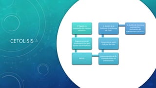 CETOLISIS
El hígado no
metaboliza los cuerpos
cetónicos.
Regeneración del
acetoacetil-CoA por
tejidos extrahepáticos.
PASOS:
Inteconversión de β–
hidroxibutirato en
acetoacetato.
Conversión a acetil-
CoA por dos vías.
1. Acción de la
tioforasa (transferasa
de CoA).
2. Acción de tiocinasa
acetoacética
(activación del
acetoacetato con ATP).
 
