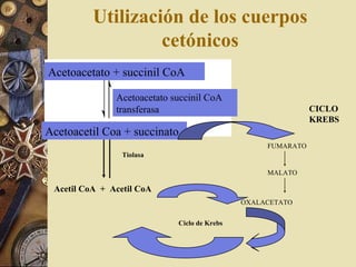 Utilización de los cuerpos
cetónicos
Acetil CoA + Acetil CoA
Tiolasa
Ciclo de Krebs
Acetoacetato + succinil CoA
Acetoacetato succinil CoA
transferasa
Acetoacetil Coa + succinato
FUMARATO
CICLO
KREBS
MALATO
OXALACETATO
 