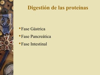 Fase Gástrica
Fase Pancreática
Fase Intestinal
Digestión de las proteínas
 