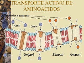TRANSPORTE ACTIVO DE
AMINOACIDOS
 