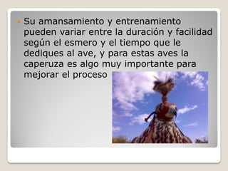  Su amansamiento y entrenamiento
pueden variar entre la duración y facilidad
según el esmero y el tiempo que le
dediques al ave, y para estas aves la
caperuza es algo muy importante para
mejorar el proceso
 