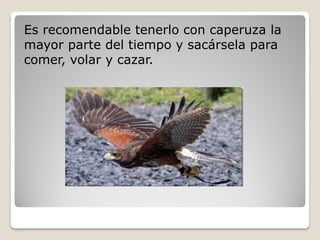 Es recomendable tenerlo con caperuza la
mayor parte del tiempo y sacársela para
comer, volar y cazar.
 