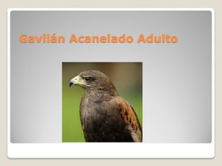 Gavilán Acanelado Adulto
 