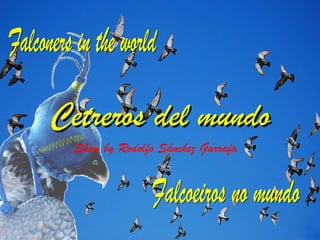 Cetreros del mundo Show by Rodolfo Sánchez Garrafa Falconers in the world Falcoeiros no mundo 