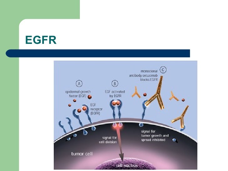Cetuximab Plus Radiotherapy For Head And Neck Cancer