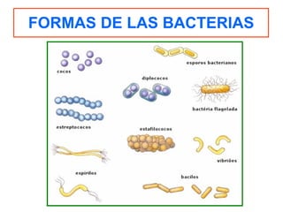 FORMAS DE LAS BACTERIAS 