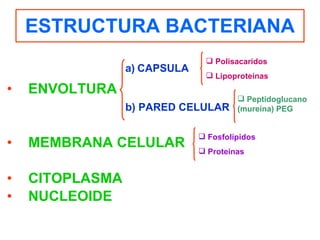 ESTRUCTURA BACTERIANA ENVOLTURA MEMBRANA CELULAR CITOPLASMA NUCLEOIDE CAPSULA b) PARED CELULAR Polisacaridos Lipoproteínas Peptidoglucano (mureína) PEG Fosfolípidos Proteínas 