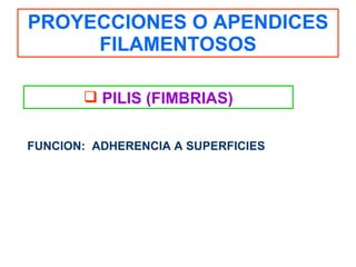 PROYECCIONES O APENDICES FILAMENTOSOS PILIS (FIMBRIAS) FUNCION:  ADHERENCIA A SUPERFICIES 