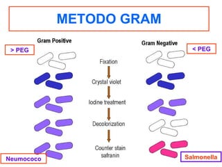 METODO GRAM Neumococo Salmonella > PEG < PEG 