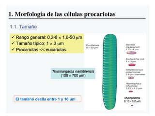 El tamaño oscila entre 1 y 10 um 