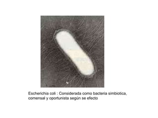 Escherichia coli : Considerada como bacteria simbiotica, comensal y oportunista según se efecto 