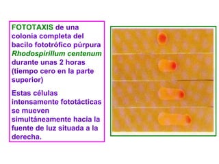 FOTOTAXIS  de una colonia completa del bacilo fototrófico púrpura  Rhodospirillum centenum  durante unas 2 horas (tiempo cero en la parte superior) Estas células intensamente fototácticas se mueven simultáneamente hacia la fuente de luz situada a la derecha. 
