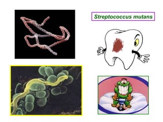 Streptococcus mutans 