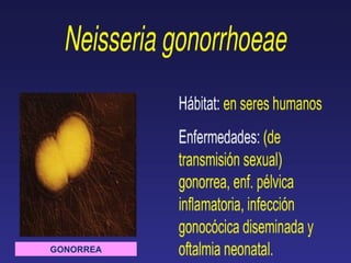 GONORREA 