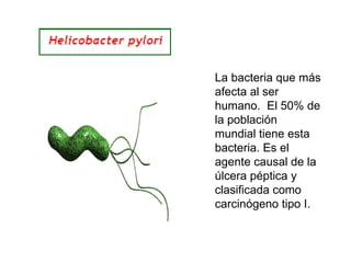 La bacteria que más afecta al ser humano.  El 50% de la población mundial tiene esta bacteria. Es el agente causal de la úlcera péptica y clasificada como carcinógeno tipo I. 