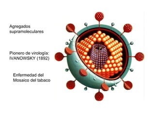 Agregados supramoleculares Pionero de virología: IVANOWSKY (1892) Enfermedad del Mosaico del tabaco 