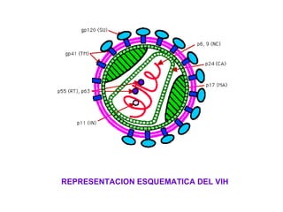 REPRESENTACION ESQUEMATICA DEL VIH 