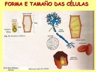 FORMA E TAMAÑO DAS CÉLULAS




I.E.S. Otero Pedrayo.
       Ourense
 