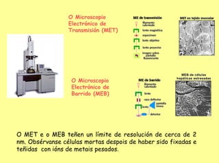 O Microscopio
                 Electrónico de
                 Transmisión (MET)




                  O Microscopio
                  Electrónico de
                  Barrido (MEB)




O MET e o MEB teñen un límite de resolución de cerca de 2
nm. Obsérvanse células mortas despois de haber sido fixadas e
teñidas con ións de metais pesados.
 