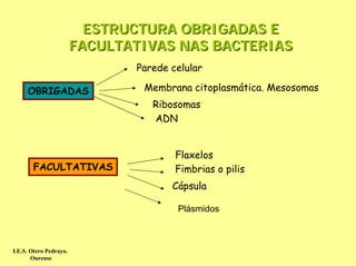 ESTRUCTURA OBRIGADAS E
                        FACULTATIVAS NAS BACTERIAS
                               Parede celular

     OBRIGADAS                  Membrana citoplasmática. Mesosomas
                                  Ribosomas
                                  ADN


                                       Flaxelos
       FACULTATIVAS                    Fimbrias o pilis
                                      Cápsula

                                       Plásmidos



I.E.S. Otero Pedrayo.
       Ourense
 