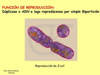 FUNCIÓN DE REPRODUCCIÓN:
Dúplicase o ADN e logo reprodúcense por simple Bipartición




                        Reproducción de E.coli
I.E.S. Otero Pedrayo.
       Ourense
 