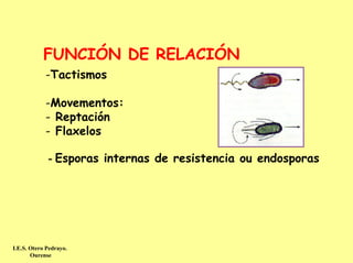FUNCIÓN DE RELACIÓN
            -Tactismos

            -Movementos:
            - Reptación
            - Flaxelos

             - Esporas internas de resistencia ou endosporas




I.E.S. Otero Pedrayo.
       Ourense
 